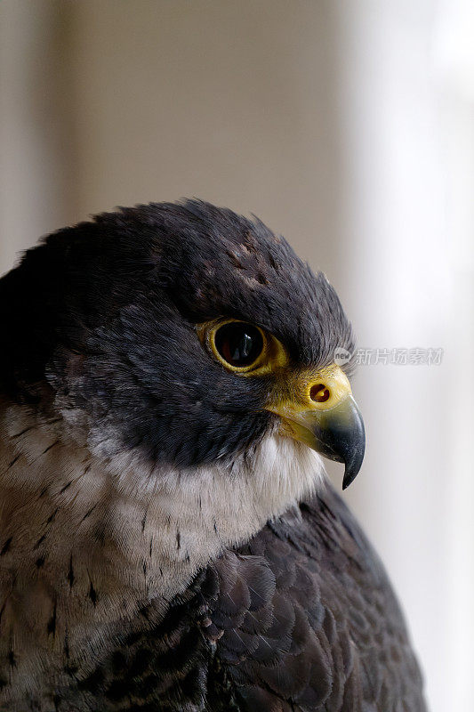 游隼(Falco peregrines)特写